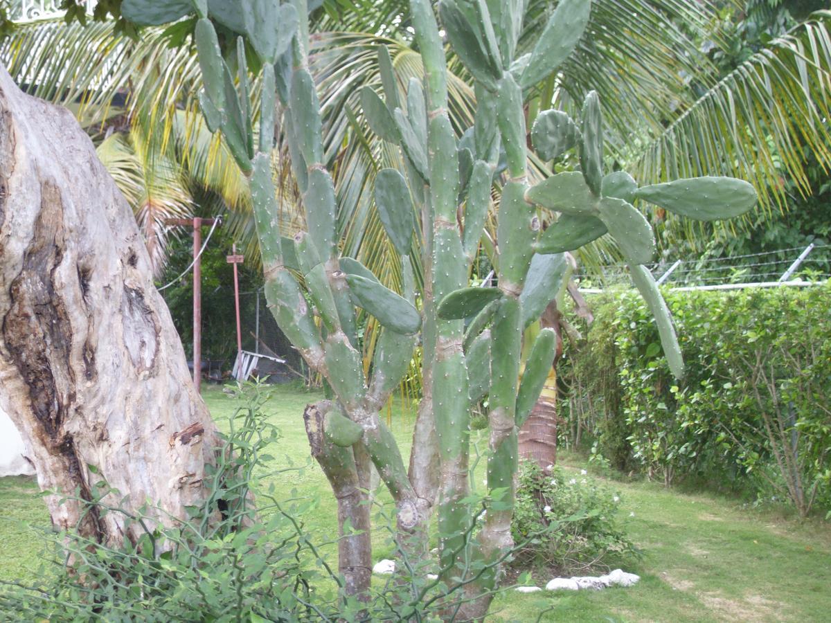 Whistling Villa Runaway Bay Ngoại thất bức ảnh